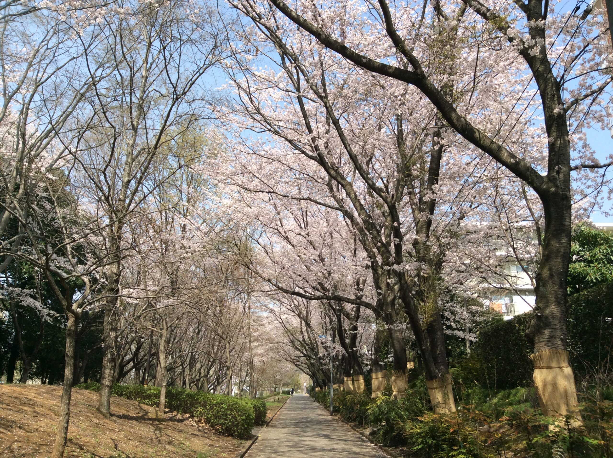 タイトルが入ります。タイトルが入ります。 #2 #3 #2